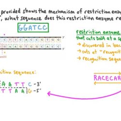 Restriction enzyme worksheet #1 answer key