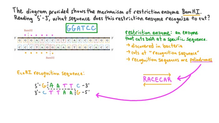 Restriction enzyme worksheet #1 answer key