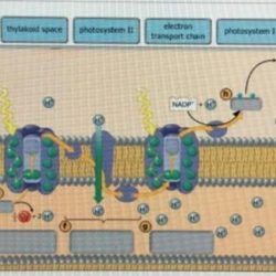 Sarcomere labeling drag labels appropriate