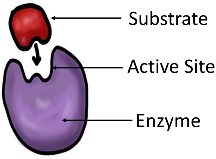 All of the following properties are associated with enzymes except