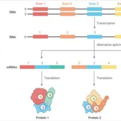 Splicing introns exons rna errors disease genes proteins predicting