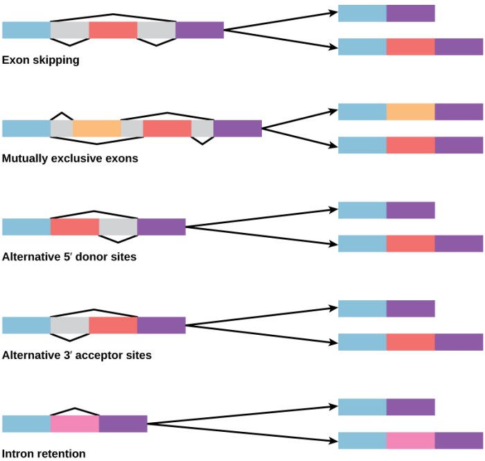 Splicing rna oligonucleotides disease transcription occur mrna espressione protein treat genes oligonucleotide