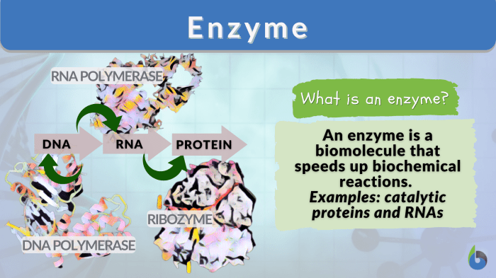 Enzymes amylase except salivary digestion carbohydrate pancreatic homeworklib lactase