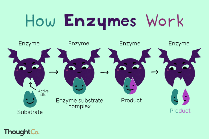 All of the following properties are associated with enzymes except